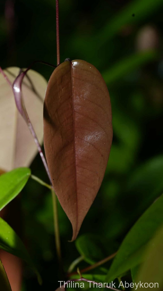 Doona disticha (Thwaites) Pierre